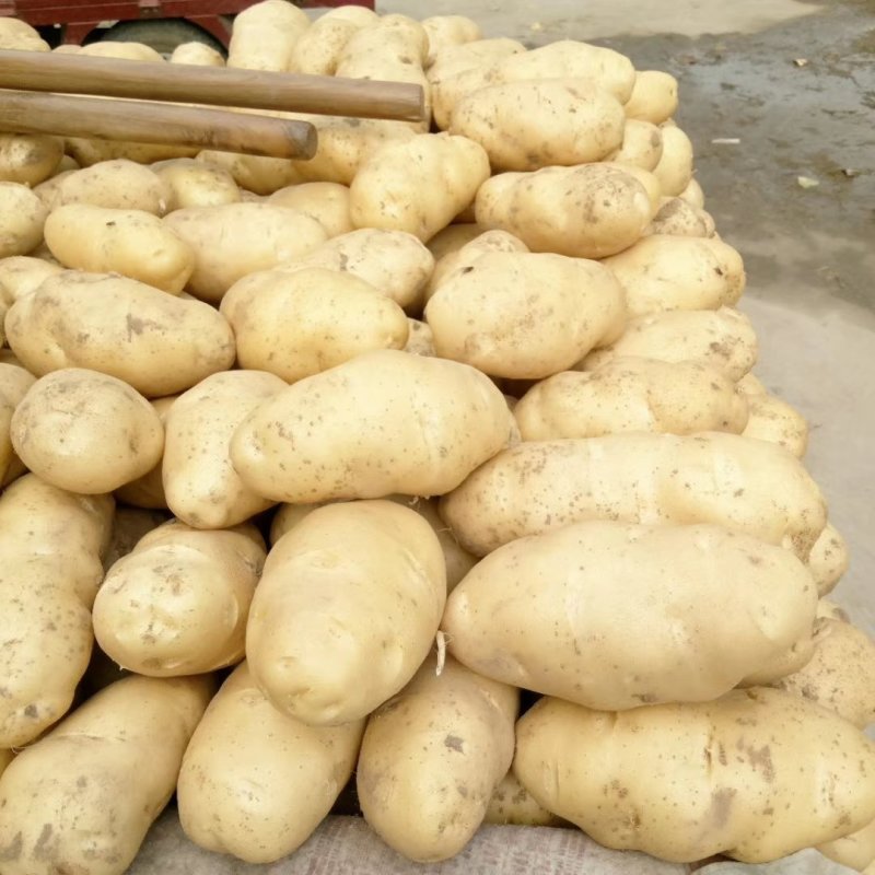 河北定州蔬菜基地土豆大量上市