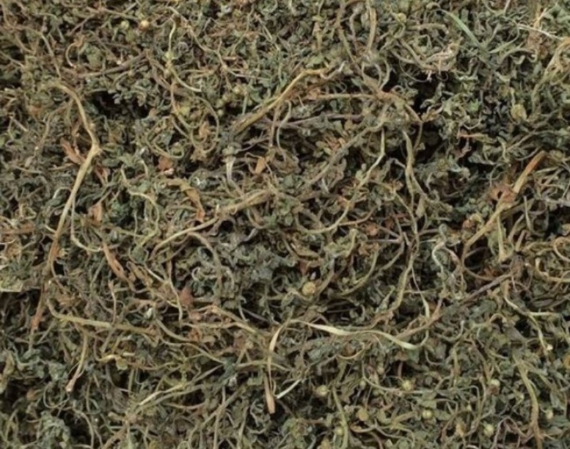 鹅不食草新货鹅食草色青无杂质批发零售正品鹅不食草