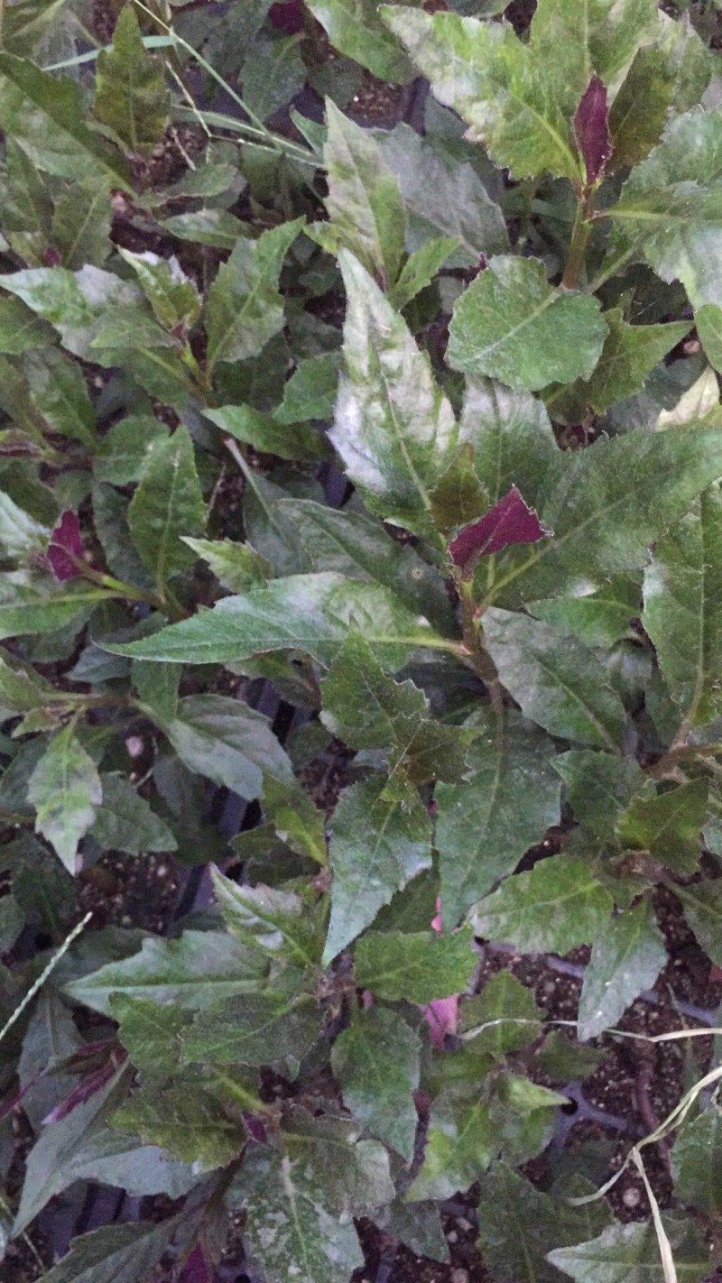 紫背菜苗子紫背天葵苗观音菜苗带根发货