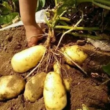 荷兰十五