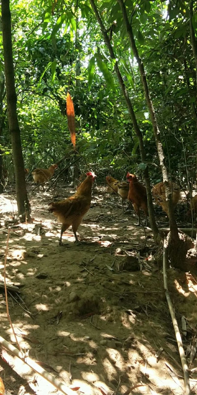 跑山粮食喂养土鸡