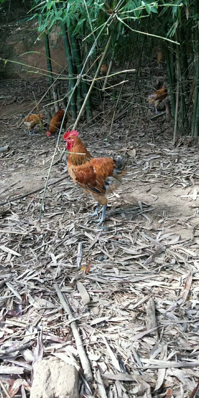 跑山粮食喂养土鸡