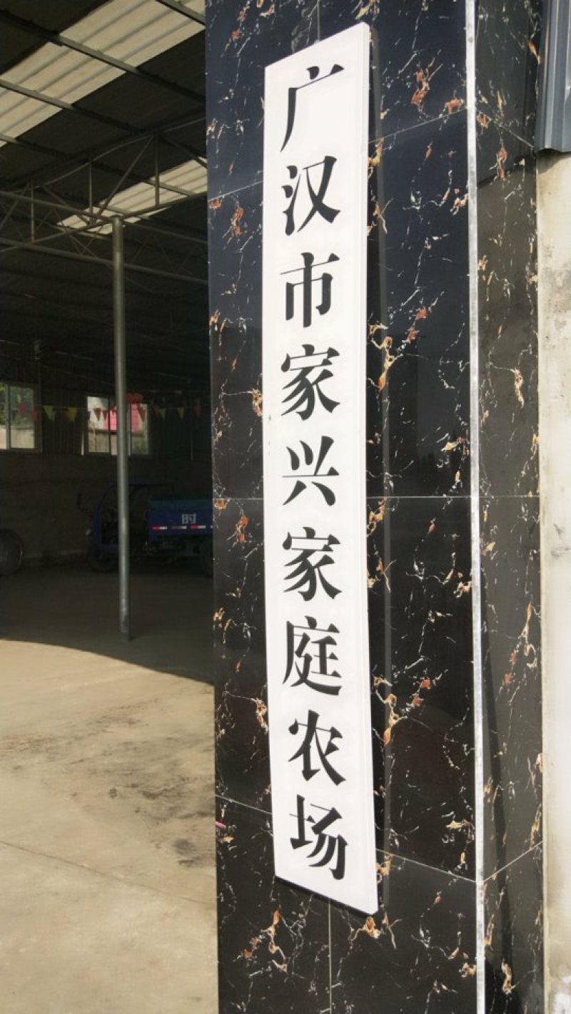 跑山粮食喂养土鸡