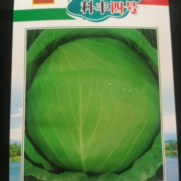 甘蓝种子（科丰四号）薄皮甘蓝种子莲花白种子