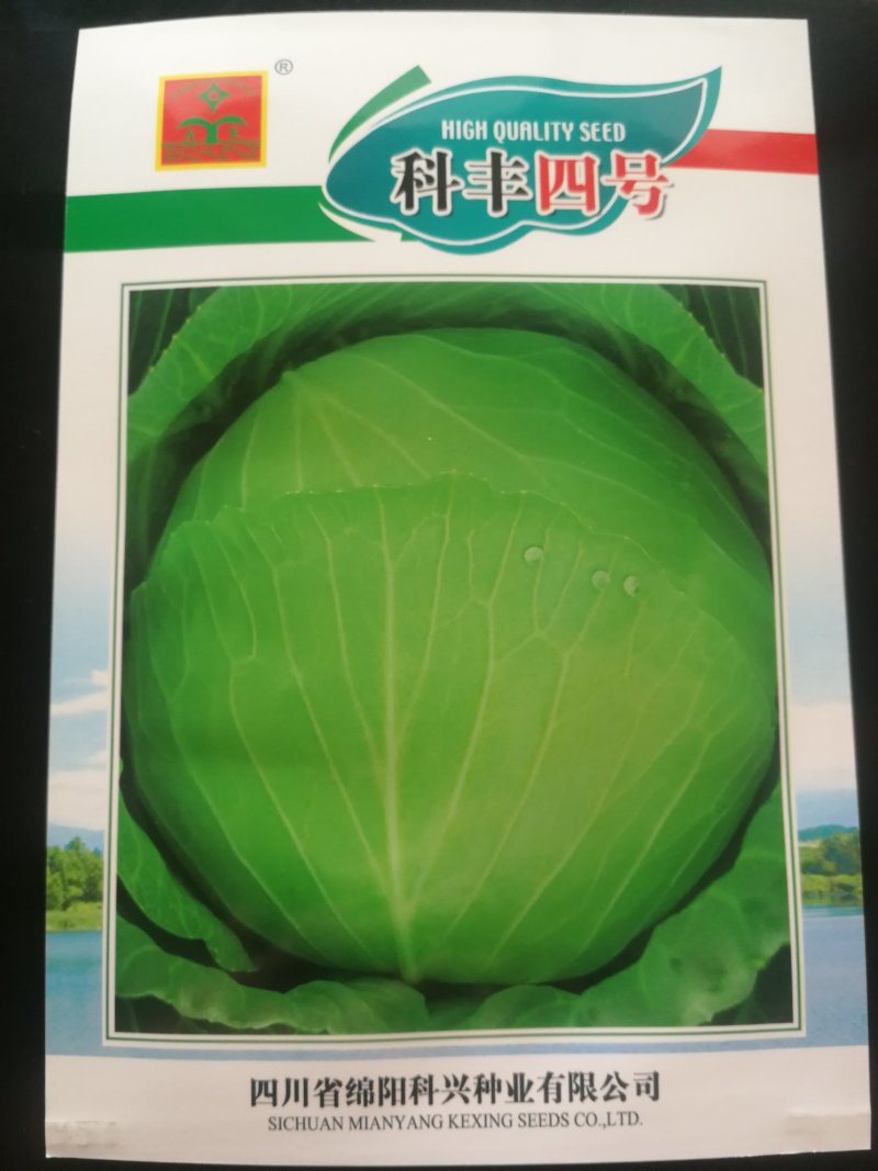 甘蓝种子（科丰四号）薄皮甘蓝种子莲花白种子