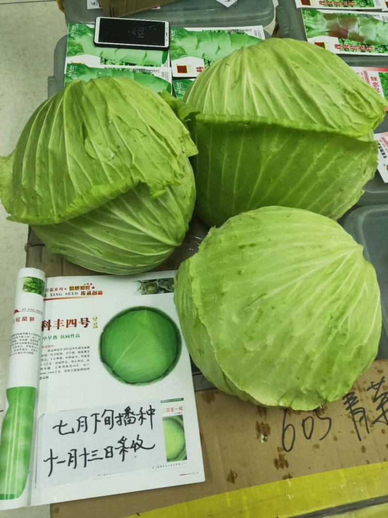 甘蓝种子（科丰四号）薄皮甘蓝种子莲花白种子