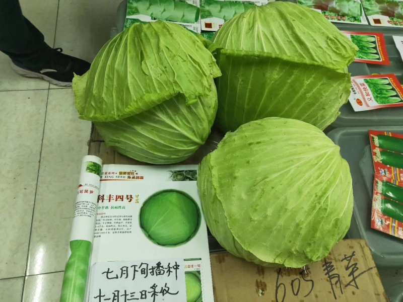 甘蓝种子（科丰四号）薄皮甘蓝种子莲花白种子