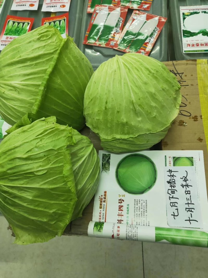 甘蓝种子（科丰四号）薄皮甘蓝种子莲花白种子