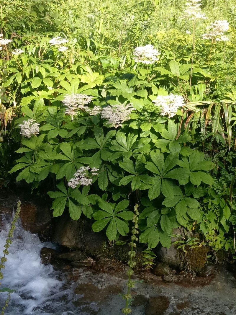 八角莲