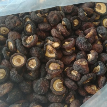 黑面菇