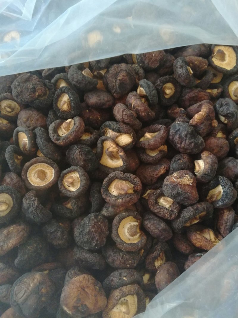 黑面菇