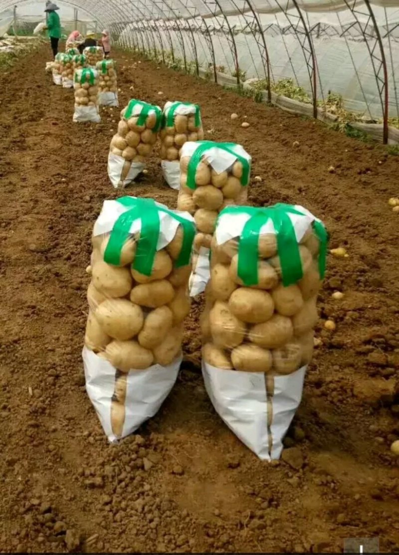 代办各类土豆