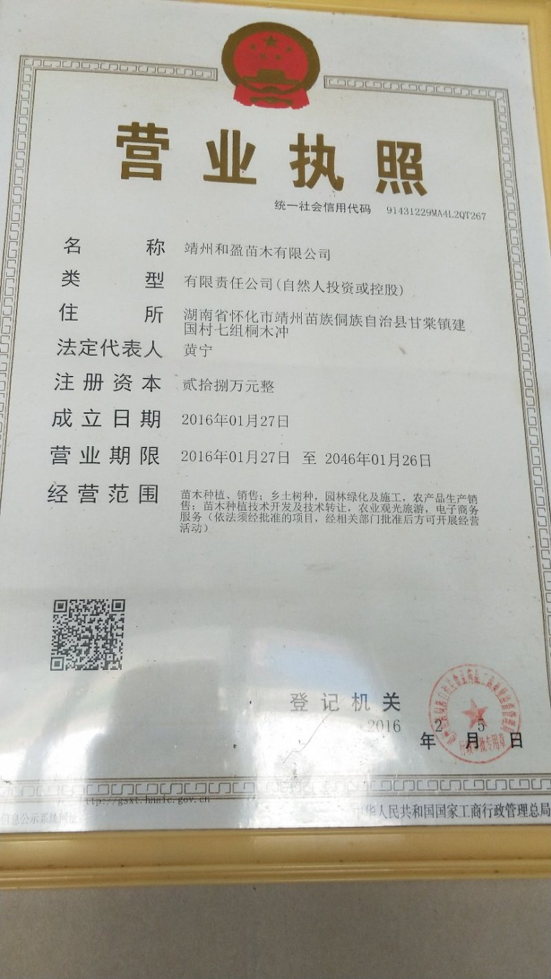 杨梅树苗靖州梅苗地径量直3公分以上，高100~150cm