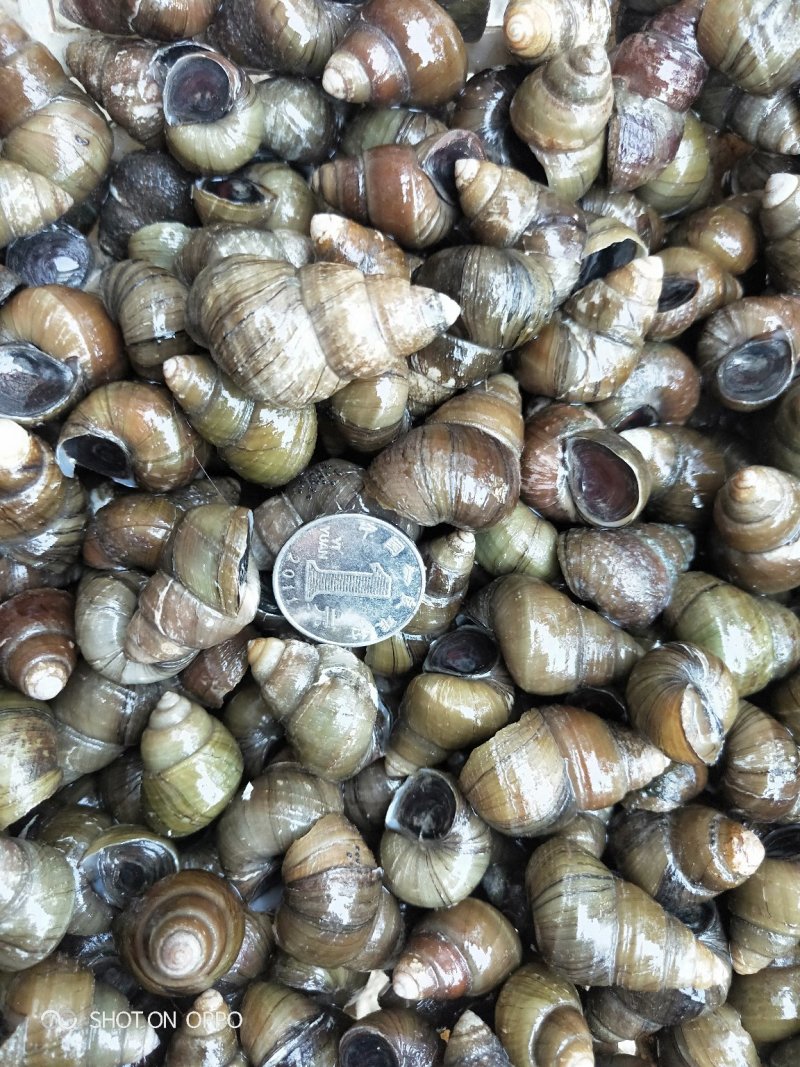 食用螺蛳