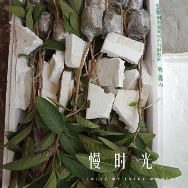 西瓜红番石榴/芭乐苗30~50cm