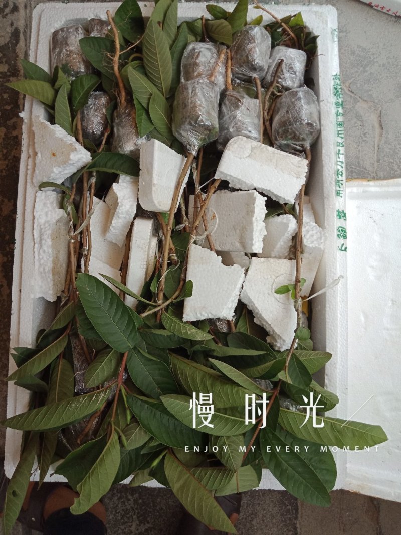 西瓜红番石榴/芭乐苗30~50cm