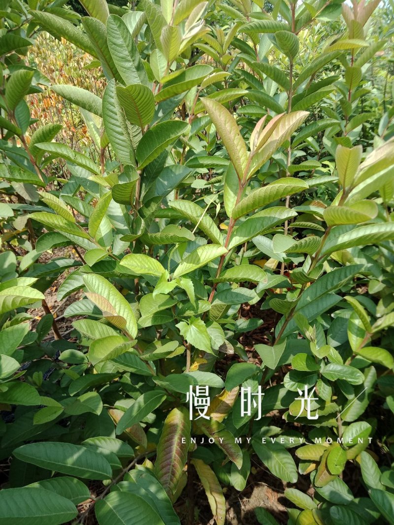 西瓜红番石榴/芭乐苗30~50cm