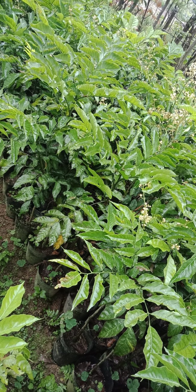 鸡心黄皮