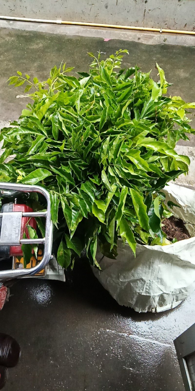 鸡心黄皮