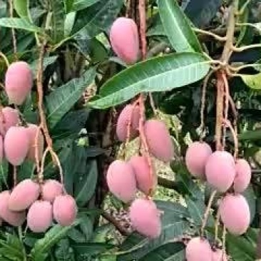 贵妃芒