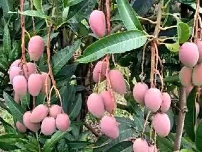 贵妃芒