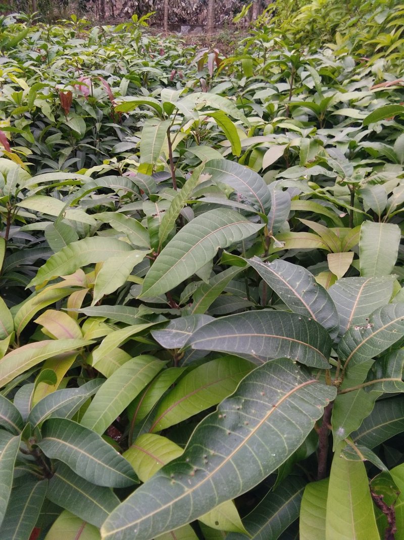 金煌芒