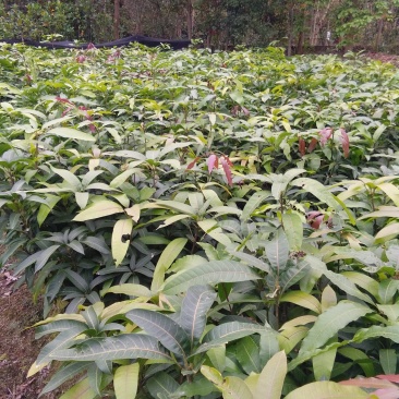 金煌芒