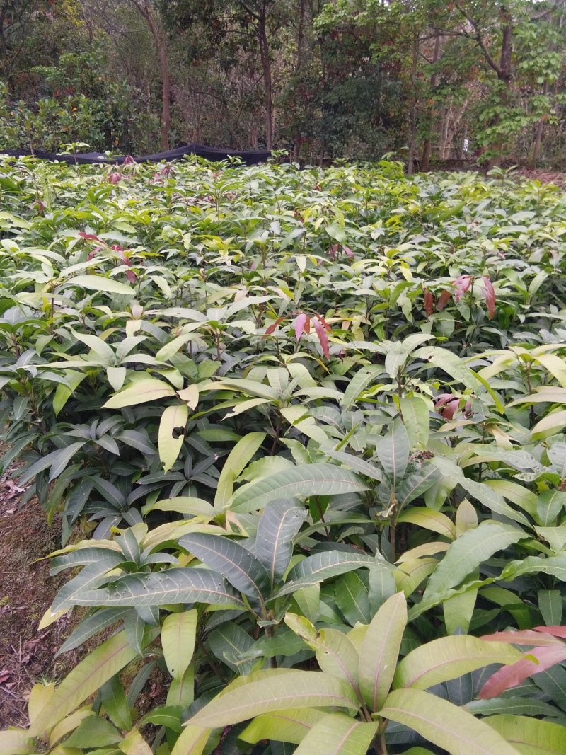金煌芒