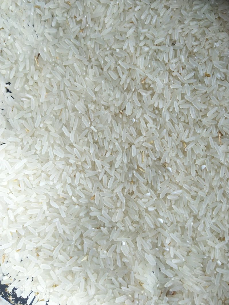 长期大量供应精品黄花粘稻谷，价格合理，质量好