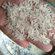 长期大量供应精品黄花粘稻谷，价格合理，质量好