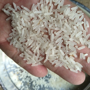 长期大量供应精品黄花粘稻谷，价格合理，质量好
