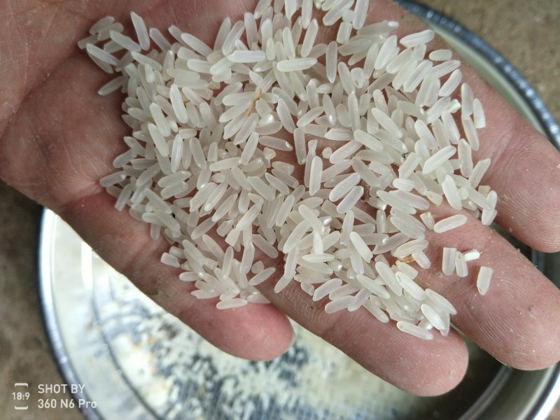 长期大量供应精品黄花粘稻谷，价格合理，质量好