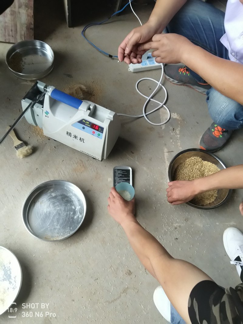 长期大量供应精品黄花粘稻谷，价格合理，质量好