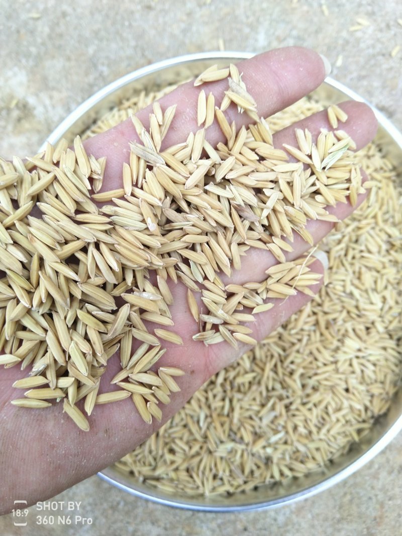 长期大量供应精品黄花粘稻谷，价格合理，质量好