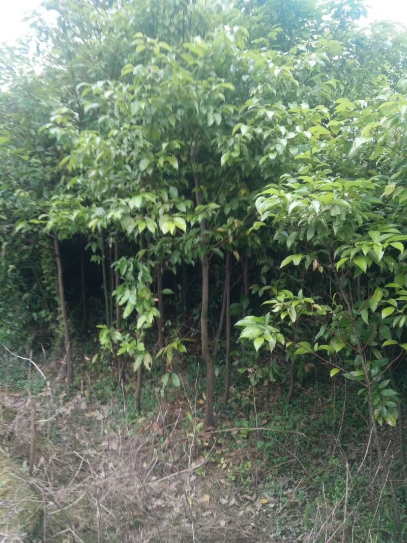 天竺桂