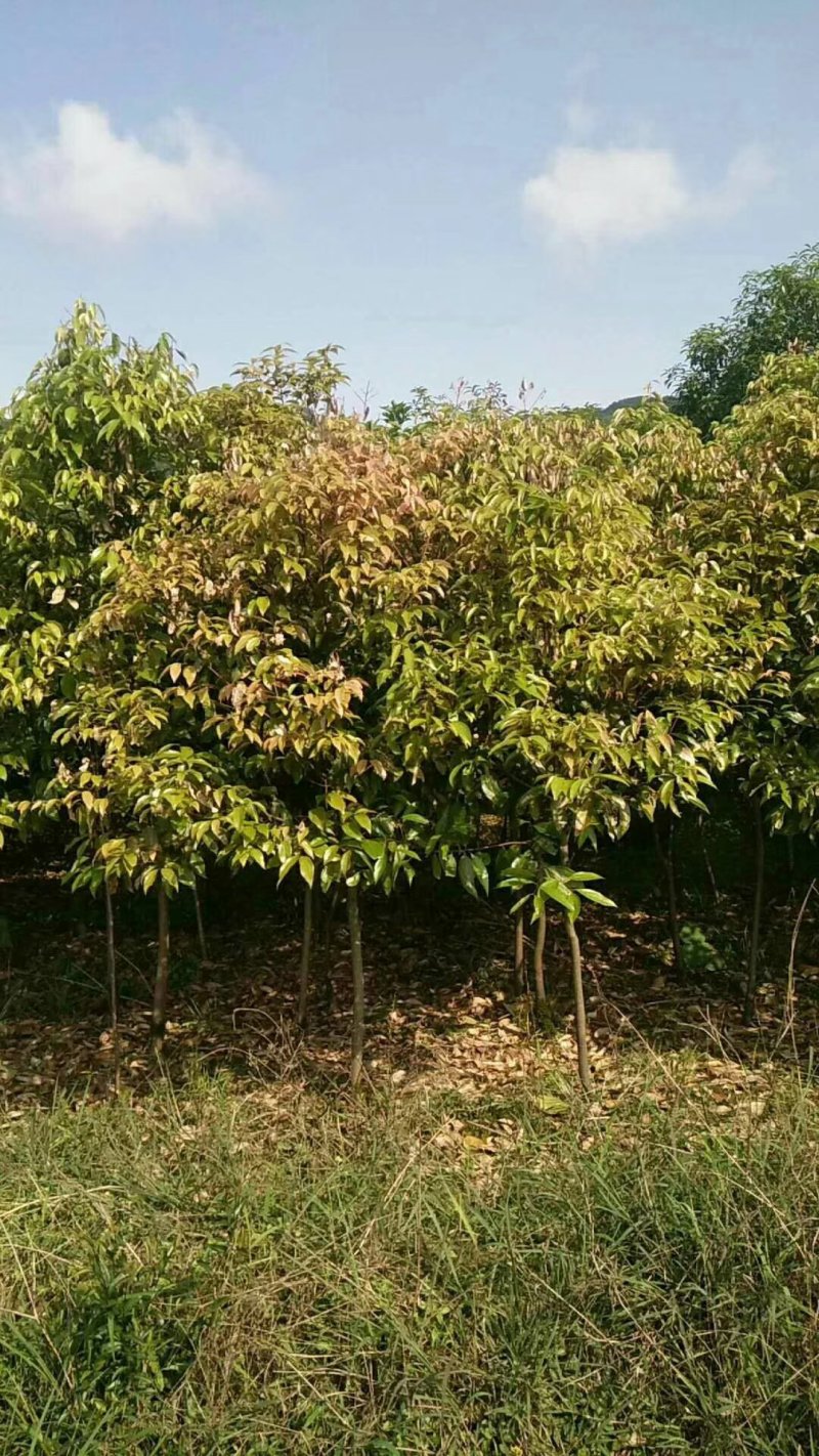 天竺桂