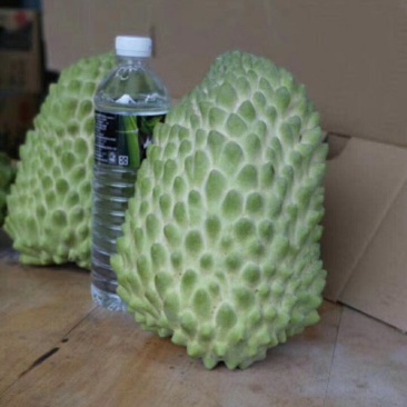 榴莲释迦苗