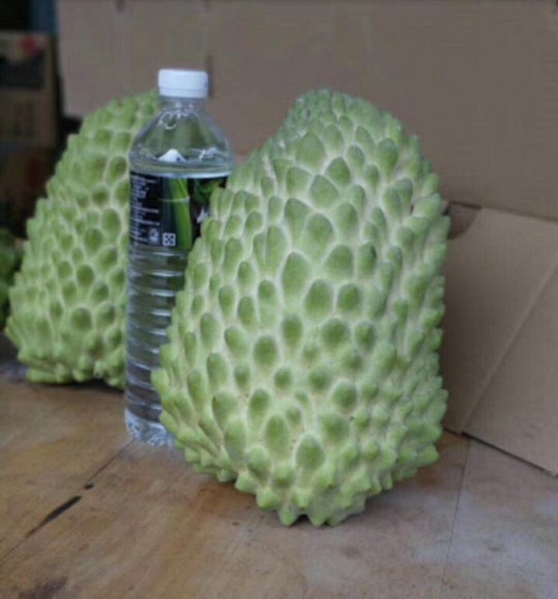 榴莲释迦苗