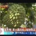 榴莲释迦苗