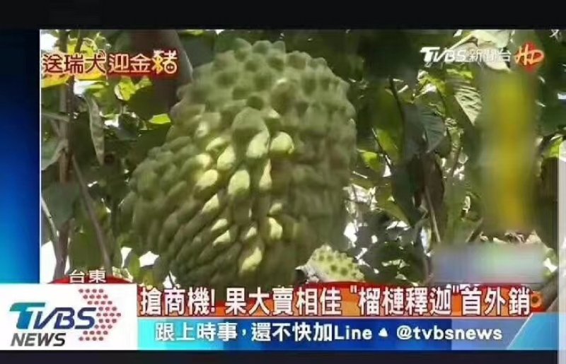 榴莲释迦苗