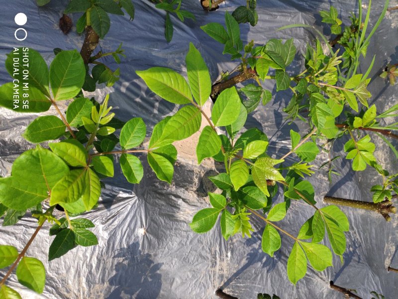 吴茱萸苗蔓荊子苗价格好商量