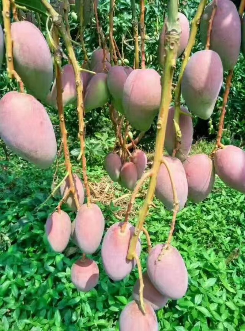 百色贵妃芒果每年6月份开始大量上市。每天供货量充足质量好
