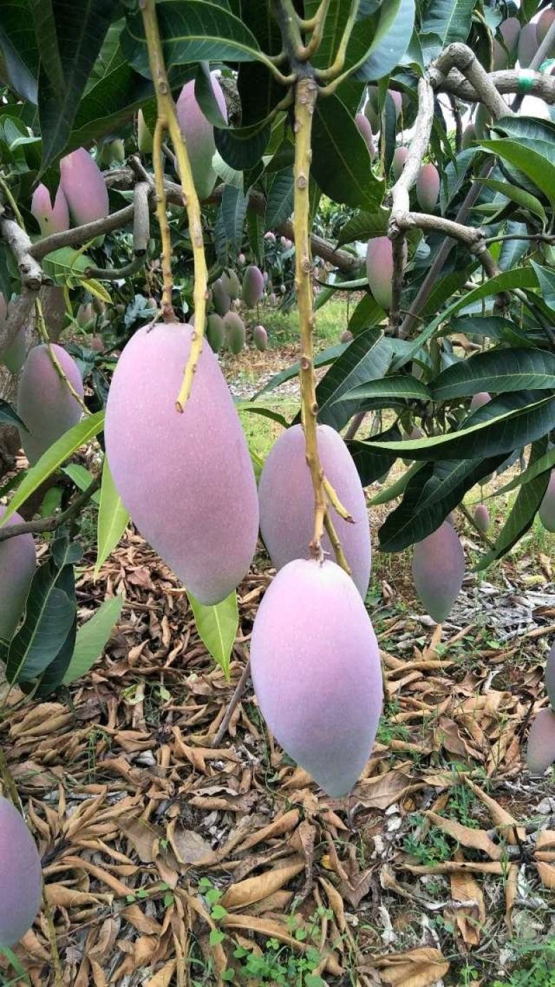百色贵妃芒果每年6月份开始大量上市。每天供货量充足质量好