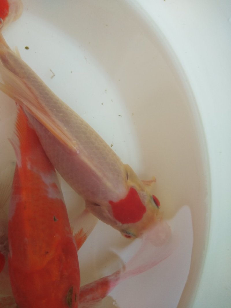 锦鲤鱼