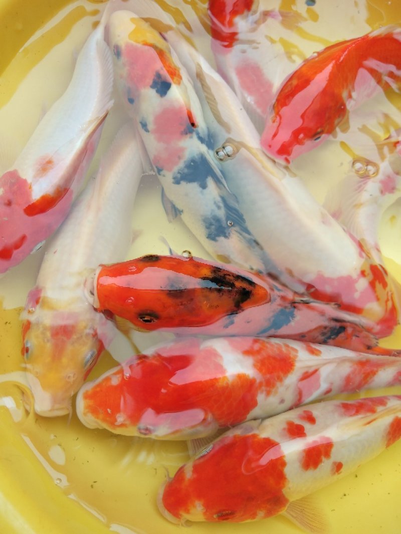 锦鲤鱼