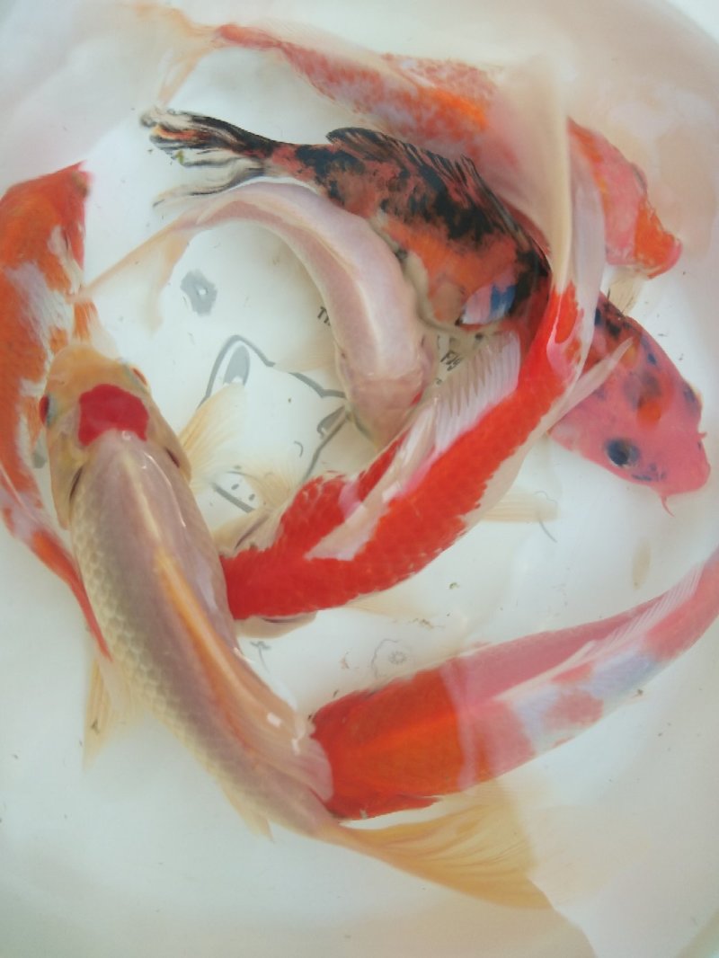 锦鲤鱼