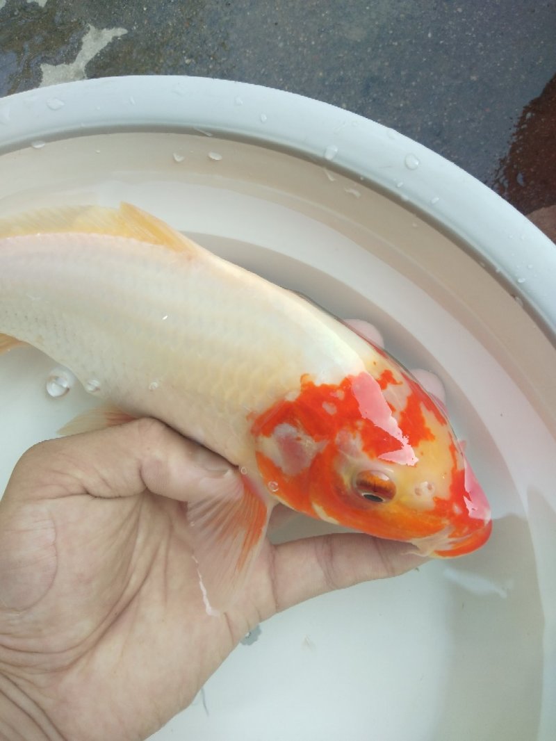 锦鲤鱼
