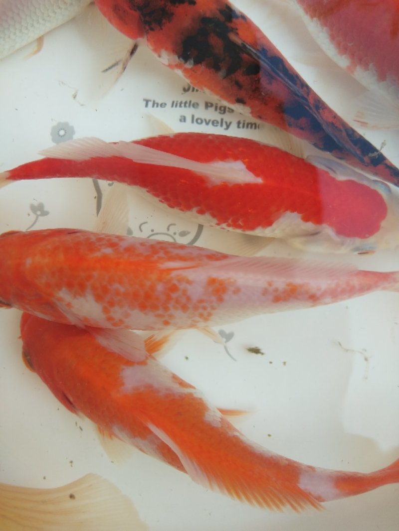 锦鲤鱼
