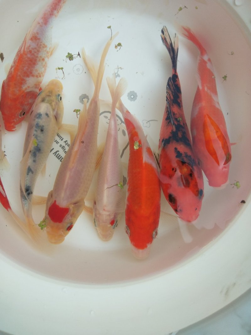 锦鲤鱼