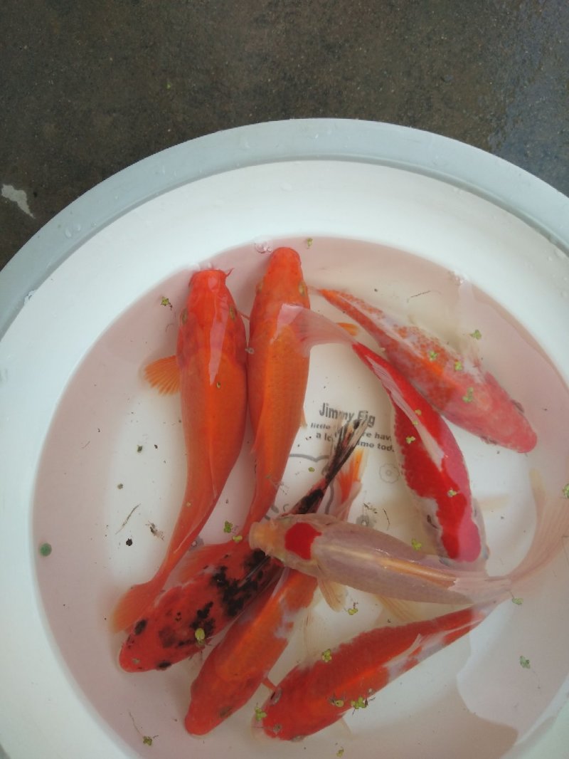 锦鲤鱼